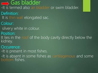 Veterinary Anatomy of Internal Organs of the Fishes | PPT
