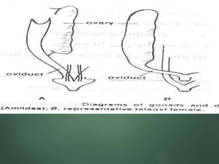 Veterinary Anatomy of Internal Organs of the Fishes | PPT