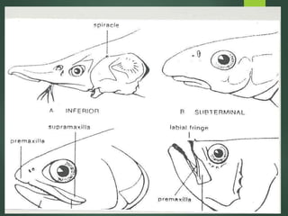 Fish Interoperculum Veterinary Anatomy of Internal Organs of the Fishes | PPT