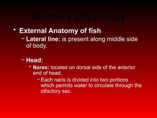Fish Anatomy review for fish disease.pptx