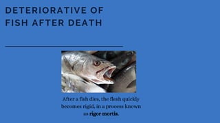 DETERIORATIVE OF
FISH AFTER DEATH
After a fish dies, the flesh quickly
becomes rigid, in a process known
as rigor mortis.
 