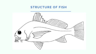 STRUCTURE OF FISH
 