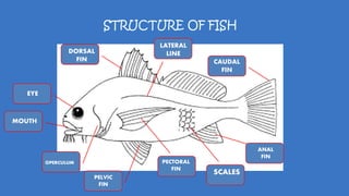 STRUCTURE OF FISH
MOUTH
EYE
DORSAL
FIN CAUDAL
FIN
LATERAL
LINE
OPERCULUM
PELVIC
FIN
ANAL
FIN
PECTORAL
FIN
SCALES
 