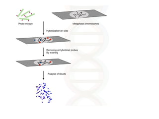 Fluorescent In Situ Hybridization and Genome In Situ Hybridization.pptx