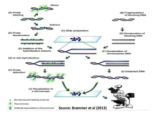 Fluorescent In Situ Hybridization and Genome In Situ Hybridization.pptx