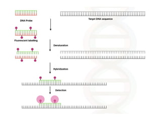 Fluorescent In Situ Hybridization and Genome In Situ Hybridization.pptx