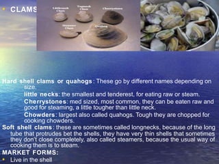 • CLAMS:
Hard shell clams or quahogs: These go by different names depending on
size.
little necks: the smallest and tenderest, for eating raw or steam.
Cherrystones: med sized, most common, they can be eaten raw and
good for steaming, a little tougher than little neck.
Chowders: largest also called quahogs. Tough they are chopped for
cooking chowders.
Soft shell clams: these are sometimes called longnecks, because of the long
tube that protrudes bet the shells, they have very thin shells that sometimes
they don’t close completely, also called steamers, because the usual way of
cooking them is to steam.
MARKET FORMS:
• Live in the shell
 