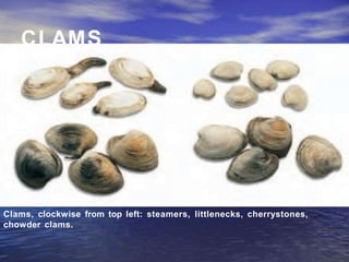 CLAMS
Clams, clockwise from top left: steamers, littlenecks, cherrystones,
chowder clams.
 
