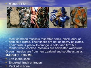 • MUSSELS:
most common mussels resemble small, black, dark or
dark blue clams. Their shells are not as heavy as clams.
Their flesh is yellow to orange in color and firm but
tender when cooked. Messels are harvested worldwide.
Green mussles are from new zealand and southeast asia.
MARKET FORMS:
• Live in the shell
• Shucked, fresh or frozen
• Packed in brine
 