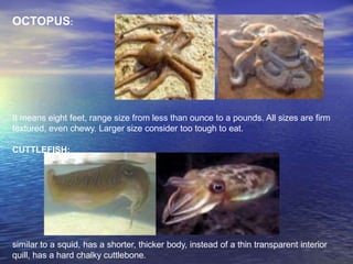 OCTOPUS:
It means eight feet, range size from less than ounce to a pounds. All sizes are firm
textured, even chewy. Larger size consider too tough to eat.
CUTTLEFISH:
similar to a squid, has a shorter, thicker body, instead of a thin transparent interior
quill, has a hard chalky cuttlebone.
 
