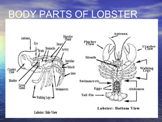 BODY PARTS OF LOBSTER
 