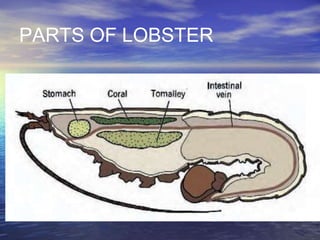 PARTS OF LOBSTER
 