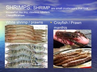 White shrimp / prawns • Crayfish / Prawn
manthis
SHRIMPS: SHRIMP are small crustaceans that look
somewhat like tiny, clawless lobsters.
Classification:
 