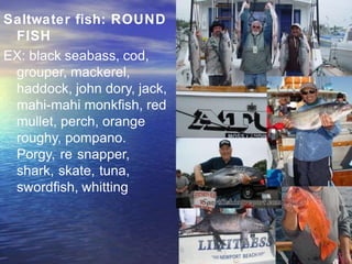 Saltwater fish: ROUND
FISH
EX: black seabass, cod,
grouper, mackerel,
haddock, john dory, jack,
mahi-mahi monkfish, red
mullet, perch, orange
roughy, pompano.
Porgy, re snapper,
shark, skate, tuna,
swordfish, whitting
 