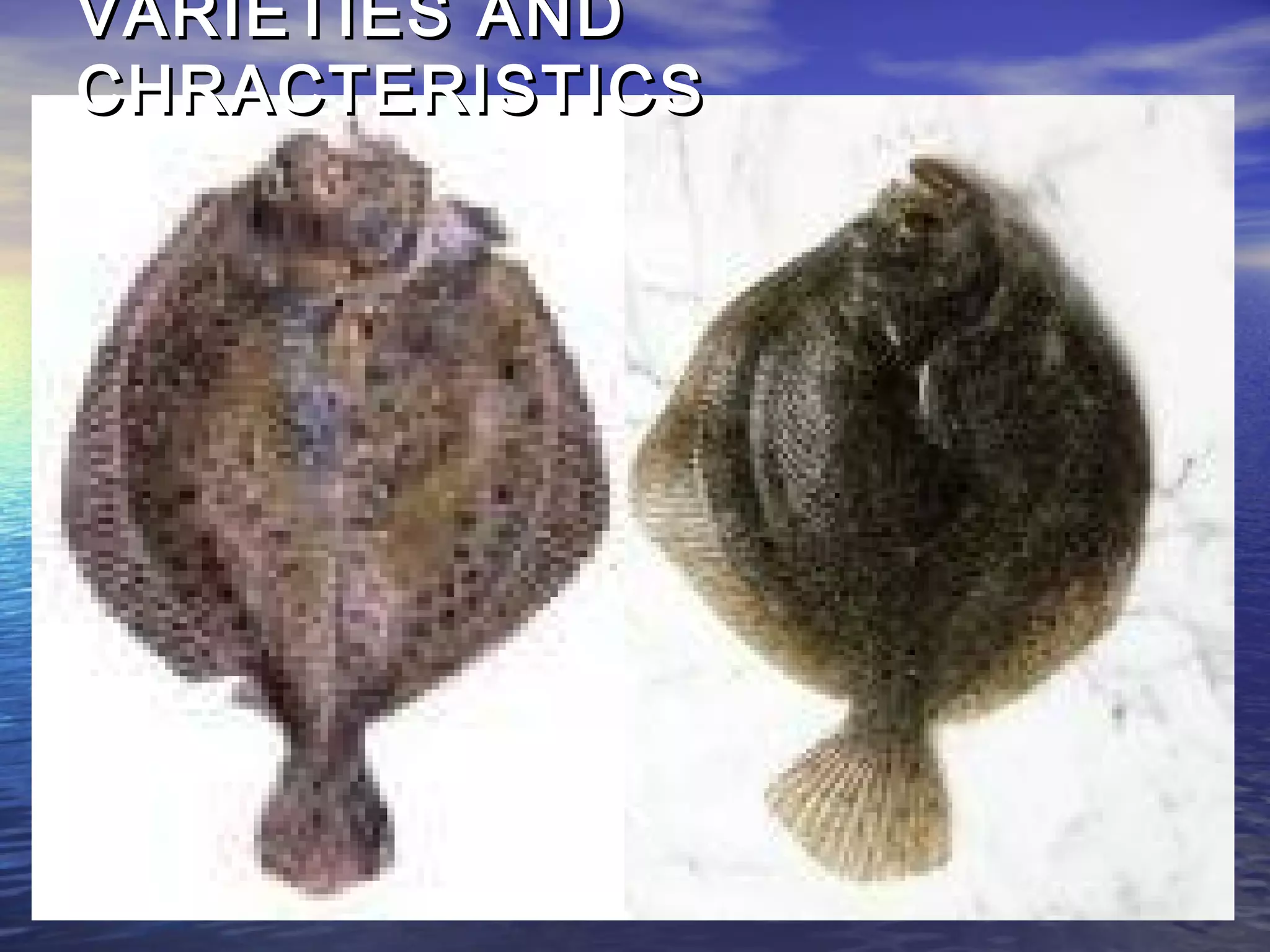 Triangle Shell Fish Fish and shellfish | PPT