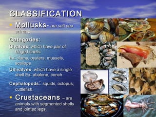 CLASSIFICATIONCLASSIFICATION
• MollusksMollusks-- are soft seaare soft sea
animals.animals.
CategoriesCategories ::
BivalvesBivalves: which have pair of: which have pair of
hinged shellshinged shells
Ex: clams, oysters, mussels,Ex: clams, oysters, mussels,
scallopsscallops
UnivalvesUnivalves: which have a single: which have a single
shell Ex: abalone, conchshell Ex: abalone, conch
CephalopodsCephalopods :: squids, octopus,squids, octopus,
cuttlefish.cuttlefish.
• CrustaceansCrustaceans – are– are
animals with segmented shellsanimals with segmented shells
and jointed legs.and jointed legs.
 
