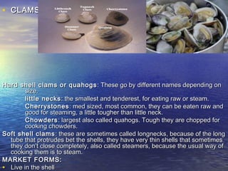 • CLAMSCLAMS::
Hard shell clams or quahogsHard shell clams or quahogs : These go by different names depending on: These go by different names depending on
size.size.
little neckslittle necks : the smallest and tenderest, for eating raw or steam.: the smallest and tenderest, for eating raw or steam.
CherrystonesCherrystones : med sized, most common, they can be eaten raw and: med sized, most common, they can be eaten raw and
good for steaming, a little tougher than little neck.good for steaming, a little tougher than little neck.
ChowdersChowders : largest also called quahogs. Tough they are chopped for: largest also called quahogs. Tough they are chopped for
cooking chowders.cooking chowders.
Soft shell clamsSoft shell clams : these are sometimes called longnecks, because of the long: these are sometimes called longnecks, because of the long
tube that protrudes bet the shells, they have very thin shells that sometimestube that protrudes bet the shells, they have very thin shells that sometimes
they don’t close completely, also called steamers, because the usual way ofthey don’t close completely, also called steamers, because the usual way of
cooking them is to steam.cooking them is to steam.
MARKET FORMS:MARKET FORMS:
• Live in the shellLive in the shell
 