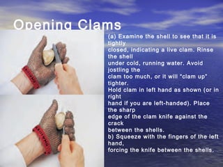 Opening Clams
(a) Examine the shell to see that it is
tightly
closed, indicating a live clam. Rinse
the shell
under cold, running water. Avoid
jostling the
clam too much, or it will “clam up”
tighter.
Hold clam in left hand as shown (or in
right
hand if you are left-handed). Place
the sharp
edge of the clam knife against the
crack
between the shells.
b) Squeeze with the fingers of the left
hand,
forcing the knife between the shells.
 
