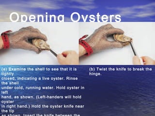 Opening Oysters
(a) Examine the shell to see that it is
tightly
closed, indicating a live oyster. Rinse
the shell
under cold, running water. Hold oyster in
left
hand, as shown. (Left-handers will hold
oyster
in right hand.) Hold the oyster knife near
the tip
(b) Twist the knife to break the
hinge.
 