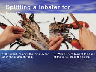 Splitting a lobster for
broiling
(e) If desired, remove the tomalley for
use in the crumb stuffing.
(f) With a sharp blow of the back
of the knife, crack the claws.
 