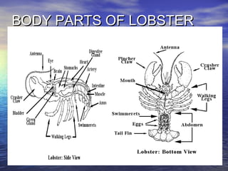 BODY PARTS OF LOBSTERBODY PARTS OF LOBSTER
 