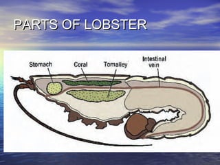 PARTS OF LOBSTERPARTS OF LOBSTER
 