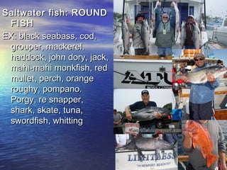 Saltwater fish: ROUNDSaltwater fish: ROUND
FISHFISH
EX: black seabass, cod,EX: black seabass, cod,
grouper, mackerel,grouper, mackerel,
haddock, john dory, jack,haddock, john dory, jack,
mahi-mahi monkfish, redmahi-mahi monkfish, red
mullet, perch, orangemullet, perch, orange
roughy, pompano.roughy, pompano.
Porgy, re snapper,Porgy, re snapper,
shark, skate, tuna,shark, skate, tuna,
swordfish, whittingswordfish, whitting
 