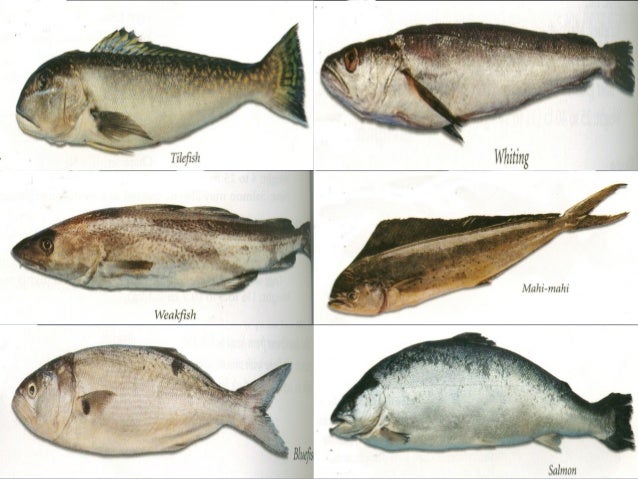 Fish And Shellfish