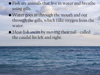 • Fish are animals that live in water and breathe
using gills.
• Water goes in through the mouth and out
through the gills, which take oxygen from the
water.
• Most fish swim by moving their tail - called
the caudal fin left and right.

 
