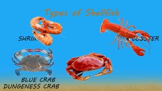 Types of Shellfish
SHRIMPS LOBSTER
BLUE CRAB
DUNGENESS CRAB
 