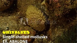 UNIVALVES
Single-shelled mollusks
EX. ABALONE
 