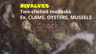 BIVALVES
Two-shelled mollusks
Ex. CLAMS, OYSTERS, MUSSELS
 