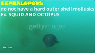 CEPHALOPODS
do not have a hard outer shell mollusks
Ex. SQUID AND OCTOPUS
 