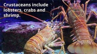 Crustaceans include
lobsters, crabs and
shrimp.
 