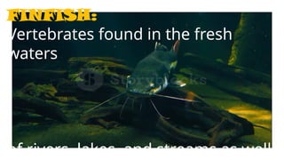 FINFISH:
Vertebrates found in the fresh
waters
of rivers, lakes, and streams as well
 