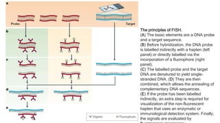 Fundamentals of Fluorescence in situ Hybridization | PPTX