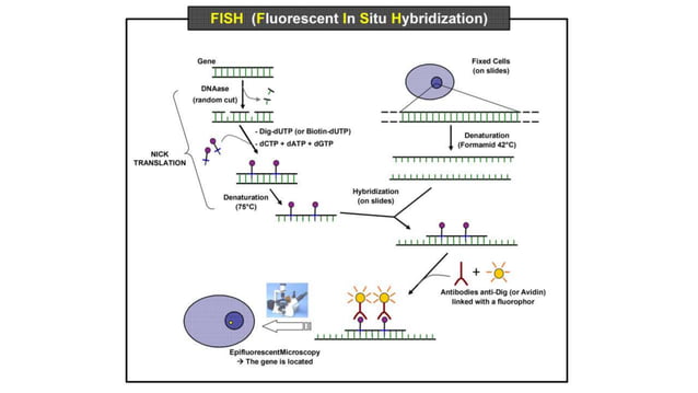 Fundamentals of Fluorescence in situ Hybridization | PPTX