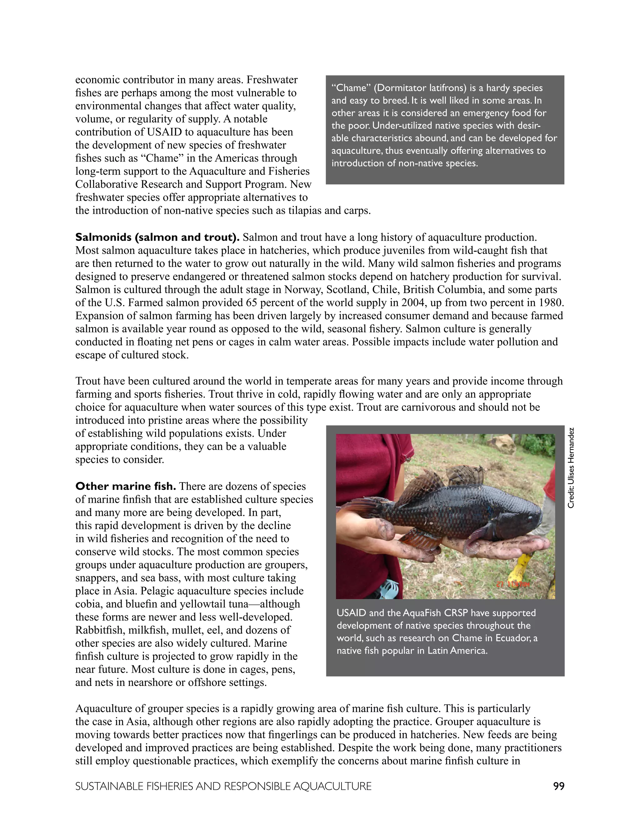 99
SUSTAINABLE FISHERIES AND RESPONSIBLE AQUACULTURE
economic contributor in many areas. Freshwater
fishes are perhaps among the most vulnerable to
environmental changes that affect water quality,
volume, or regularity of supply. A notable
contribution of USAID to aquaculture has been
the development of new species of freshwater
fishes such as “Chame” in the Americas through
long-term support to the Aquaculture and Fisheries
Collaborative Research and Support Program. New
freshwater species offer appropriate alternatives to
the introduction of non-native species such as tilapias and carps.
Salmonids (salmon and trout). Salmon and trout have a long history of aquaculture production.
Most salmon aquaculture takes place in hatcheries, which produce juveniles from wild-caught fish that
are then returned to the water to grow out naturally in the wild. Many wild salmon fisheries and programs
designed to preserve endangered or threatened salmon stocks depend on hatchery production for survival.
Salmon is cultured through the adult stage in Norway, Scotland, Chile, British Columbia, and some parts
of the U.S. Farmed salmon provided 65 percent of the world supply in 2004, up from two percent in 1980.
Expansion of salmon farming has been driven largely by increased consumer demand and because farmed
salmon is available year round as opposed to the wild, seasonal fishery. Salmon culture is generally
conducted in floating net pens or cages in calm water areas. Possible impacts include water pollution and
escape of cultured stock.
Trout have been cultured around the world in temperate areas for many years and provide income through
farming and sports fisheries. Trout thrive in cold, rapidly flowing water and are only an appropriate
choice for aquaculture when water sources of this type exist. Trout are carnivorous and should not be
introduced into pristine areas where the possibility
of establishing wild populations exists. Under
appropriate conditions, they can be a valuable
species to consider.
Other marine fish. There are dozens of species
of marine finfish that are established culture species
and many more are being developed. In part,
this rapid development is driven by the decline
in wild fisheries and recognition of the need to
conserve wild stocks. The most common species
groups under aquaculture production are groupers,
snappers, and sea bass, with most culture taking
place in Asia. Pelagic aquaculture species include
cobia, and bluefin and yellowtail tuna—although
these forms are newer and less well-developed.
Rabbitfish, milkfish, mullet, eel, and dozens of
other species are also widely cultured. Marine
finfish culture is projected to grow rapidly in the
near future. Most culture is done in cages, pens,
and nets in nearshore or offshore settings.
Aquaculture of grouper species is a rapidly growing area of marine fish culture. This is particularly
the case in Asia, although other regions are also rapidly adopting the practice. Grouper aquaculture is
moving towards better practices now that fingerlings can be produced in hatcheries. New feeds are being
developed and improved practices are being established. Despite the work being done, many practitioners
still employ questionable practices, which exemplify the concerns about marine finfish culture in
USAID and the AquaFish CRSP have supported
development of native species throughout the
world, such as research on Chame in Ecuador, a
native fish popular in Latin America.
Credit:
Ulises
Hernandez
“Chame” (Dormitator latifrons) is a hardy species
and easy to breed. It is well liked in some areas. In
other areas it is considered an emergency food for
the poor. Under-utilized native species with desir-
able characteristics abound, and can be developed for
aquaculture, thus eventually offering alternatives to
introduction of non-native species.
 