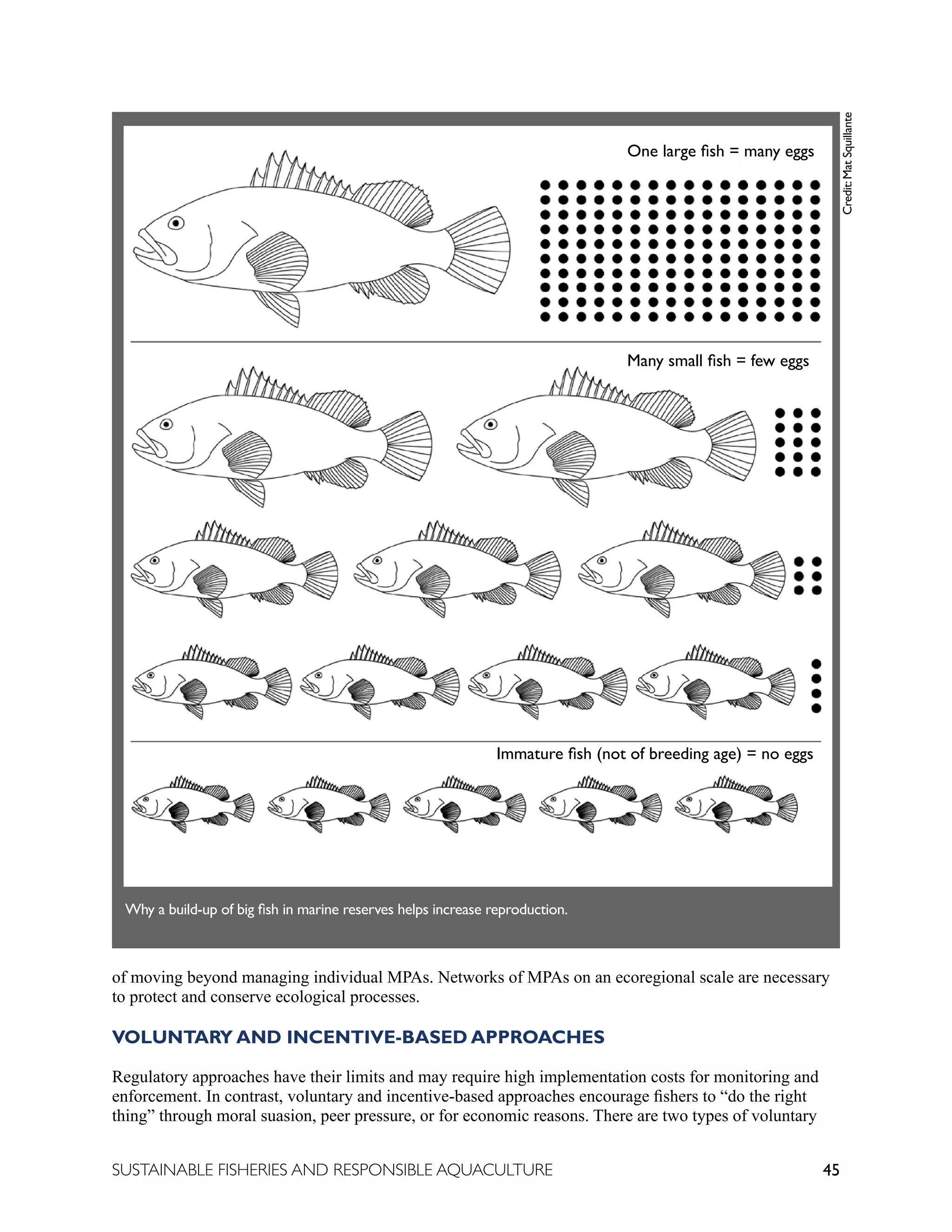 45
SUSTAINABLE FISHERIES AND RESPONSIBLE AQUACULTURE
of moving beyond managing individual MPAs. Networks of MPAs on an ecoregional scale are necessary
to protect and conserve ecological processes.
VOLUNTARY AND INCENTIVE-BASED APPROACHES
Regulatory approaches have their limits and may require high implementation costs for monitoring and
enforcement. In contrast, voluntary and incentive-based approaches encourage fishers to “do the right
thing” through moral suasion, peer pressure, or for economic reasons. There are two types of voluntary
Why a build-up of big fish in marine reserves helps increase reproduction.
One large fish = many eggs
Many small fish = few eggs
Immature fish (not of breeding age) = no eggs
Credit:
Mat
Squillante
 