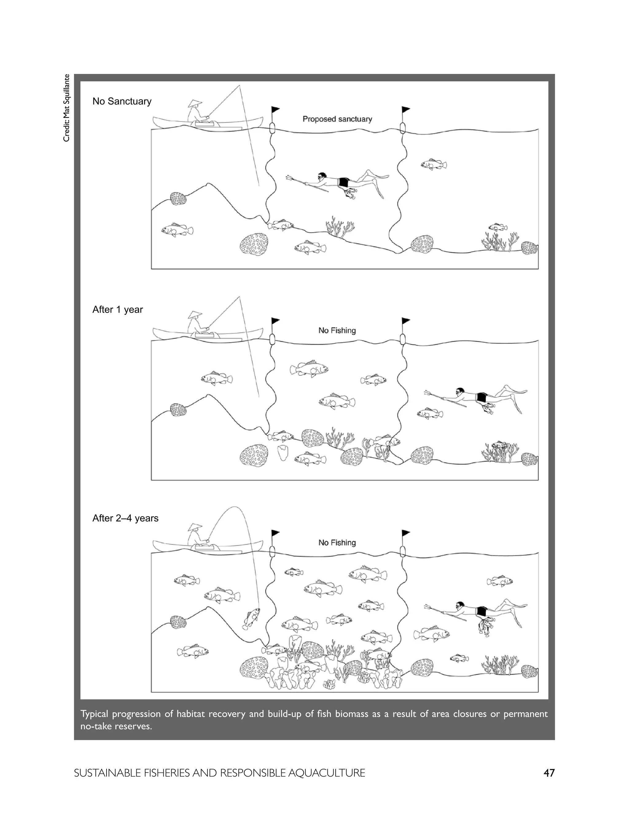 47
SUSTAINABLE FISHERIES AND RESPONSIBLE AQUACULTURE
Typical progression of habitat recovery and build-up of fish biomass as a result of area closures or permanent
no-take reserves.
Credit:
Mat
Squillante
No Sanctuary
After 1 year
After 2–4 years
 