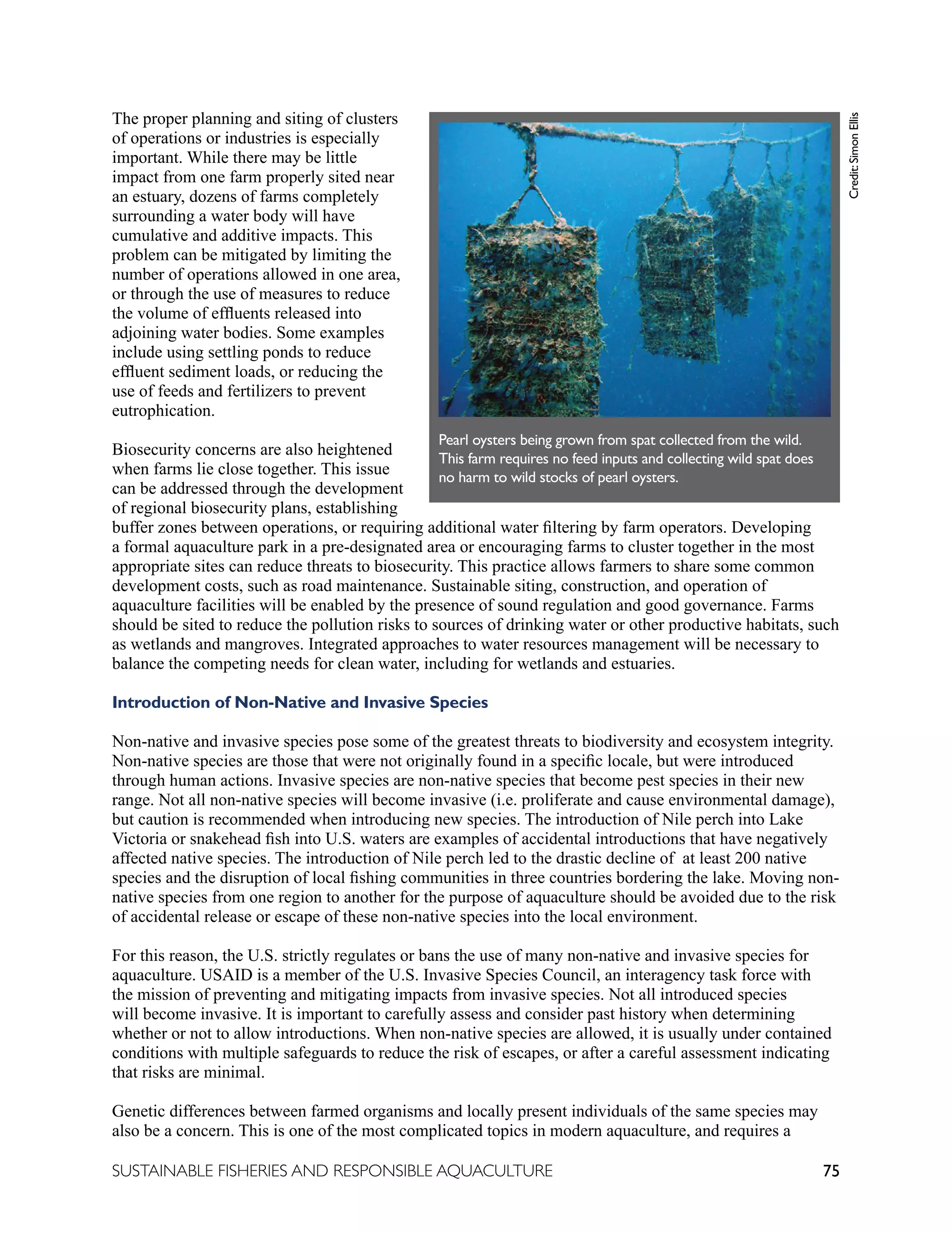 75
SUSTAINABLE FISHERIES AND RESPONSIBLE AQUACULTURE
The proper planning and siting of clusters
of operations or industries is especially
important. While there may be little
impact from one farm properly sited near
an estuary, dozens of farms completely
surrounding a water body will have
cumulative and additive impacts. This
problem can be mitigated by limiting the
number of operations allowed in one area,
or through the use of measures to reduce
the volume of effluents released into
adjoining water bodies. Some examples
include using settling ponds to reduce
effluent sediment loads, or reducing the
use of feeds and fertilizers to prevent
eutrophication.
Biosecurity concerns are also heightened
when farms lie close together. This issue
can be addressed through the development
of regional biosecurity plans, establishing
buffer zones between operations, or requiring additional water filtering by farm operators. Developing
a formal aquaculture park in a pre-designated area or encouraging farms to cluster together in the most
appropriate sites can reduce threats to biosecurity. This practice allows farmers to share some common
development costs, such as road maintenance. Sustainable siting, construction, and operation of
aquaculture facilities will be enabled by the presence of sound regulation and good governance. Farms
should be sited to reduce the pollution risks to sources of drinking water or other productive habitats, such
as wetlands and mangroves. Integrated approaches to water resources management will be necessary to
balance the competing needs for clean water, including for wetlands and estuaries.
Introduction of Non-Native and Invasive Species
Non-native and invasive species pose some of the greatest threats to biodiversity and ecosystem integrity.
Non-native species are those that were not originally found in a specific locale, but were introduced
through human actions. Invasive species are non-native species that become pest species in their new
range. Not all non-native species will become invasive (i.e. proliferate and cause environmental damage),
but caution is recommended when introducing new species. The introduction of Nile perch into Lake
Victoria or snakehead fish into U.S. waters are examples of accidental introductions that have negatively
affected native species. The introduction of Nile perch led to the drastic decline of at least 200 native
species and the disruption of local fishing communities in three countries bordering the lake. Moving non-
native species from one region to another for the purpose of aquaculture should be avoided due to the risk
of accidental release or escape of these non-native species into the local environment.
For this reason, the U.S. strictly regulates or bans the use of many non-native and invasive species for
aquaculture. USAID is a member of the U.S. Invasive Species Council, an interagency task force with
the mission of preventing and mitigating impacts from invasive species. Not all introduced species
will become invasive. It is important to carefully assess and consider past history when determining
whether or not to allow introductions. When non-native species are allowed, it is usually under contained
conditions with multiple safeguards to reduce the risk of escapes, or after a careful assessment indicating
that risks are minimal.
Genetic differences between farmed organisms and locally present individuals of the same species may
also be a concern. This is one of the most complicated topics in modern aquaculture, and requires a
Pearl oysters being grown from spat collected from the wild.
This farm requires no feed inputs and collecting wild spat does
no harm to wild stocks of pearl oysters.
Credit:
Simon
Ellis
 