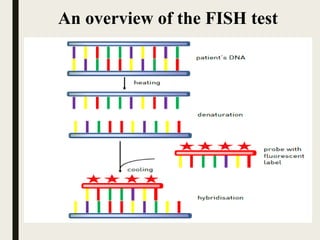 An overview of the FISH test
 