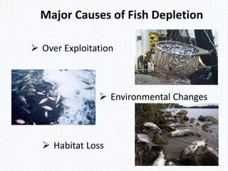 Major Causes of Fish Depletion
 Over Exploitation
 Environmental Changes
 Habitat Loss
 