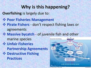 Overfishing is largely due to:
 Poor Fisheries Management
 Pirate Fishers - don’t respect fishing laws or
agreements
 Massive bycatch - of juvenile fish and other
marine species
 Unfair Fisheries
Partnership Agreements
 Destructive Fishing
Practices
Why is this happening?
 