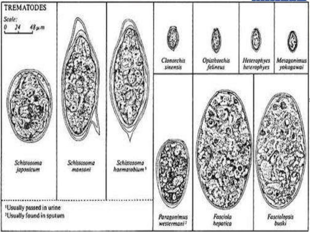 Parasite Egg Chart