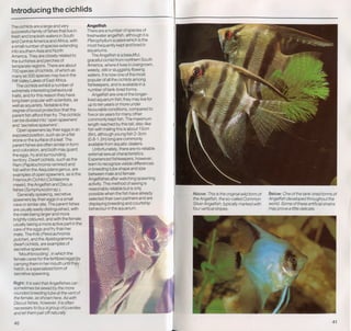 Fish breeding by dr chris andrews