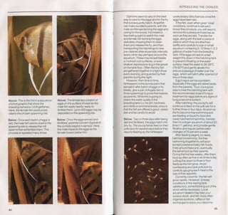 Fish breeding by dr chris andrews