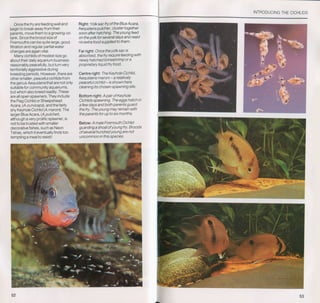 Fish breeding by dr chris andrews