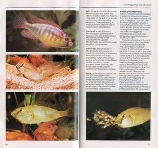 Fish breeding by dr chris andrews