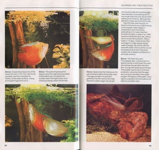 Fish breeding by dr chris andrews